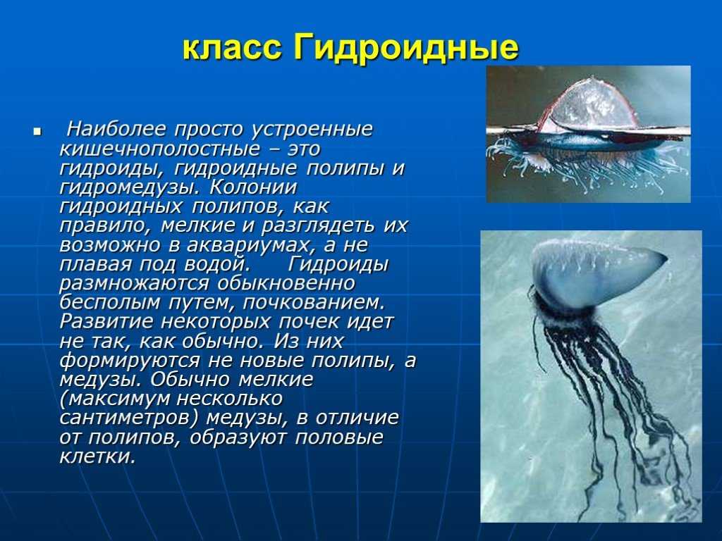 Кишечнополостные животные на сайте игоря гаршина. двуслойные радиально-симметричные
