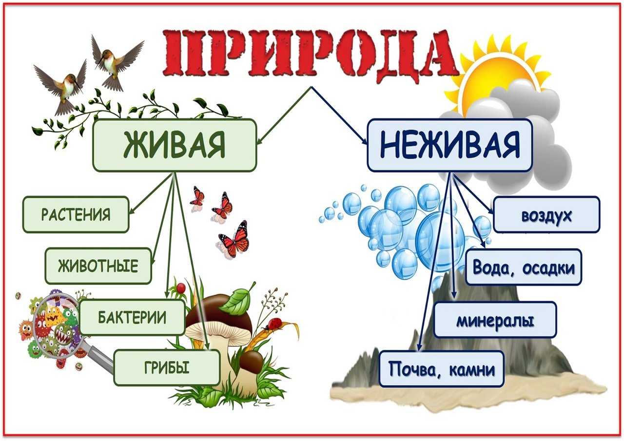 Конспект урока окружающего мира
по теме «неживая и живая природа» | начальная школа  | современный урок