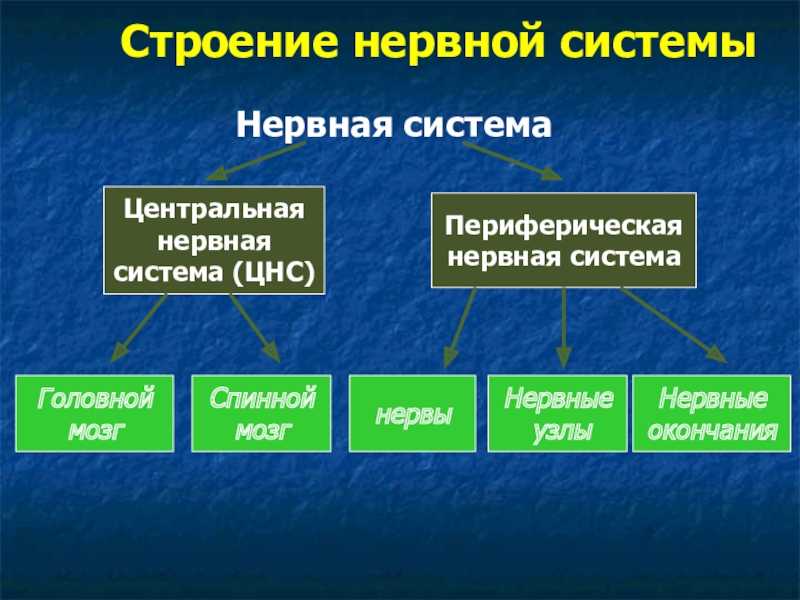 Гдз по биологии 8 класс учебник пасечник, суматохин, гапонюк