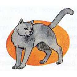Удивительная кошка