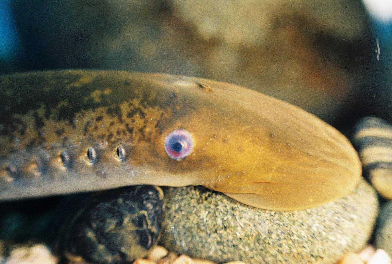 Класс круглоротые (cyclostomata). §20. тип хордовые (подтипы бесчерепные и черепные или позвоночные)