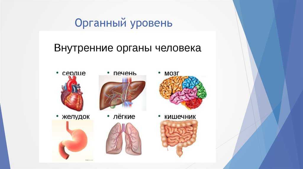 Структура тела человека 8 класс онлайн-подготовка на ростелеком лицей | тренажеры и разбор заданий