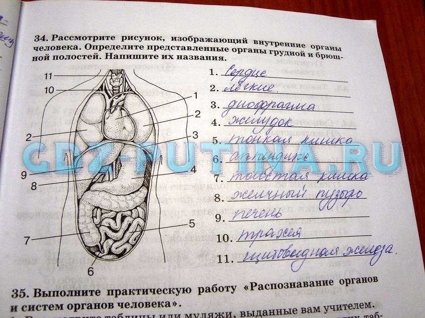 Гдз биология 8 класс рабочая тетрадь пасечник 2019 – гдз биология 8 класс пасечник, швецов