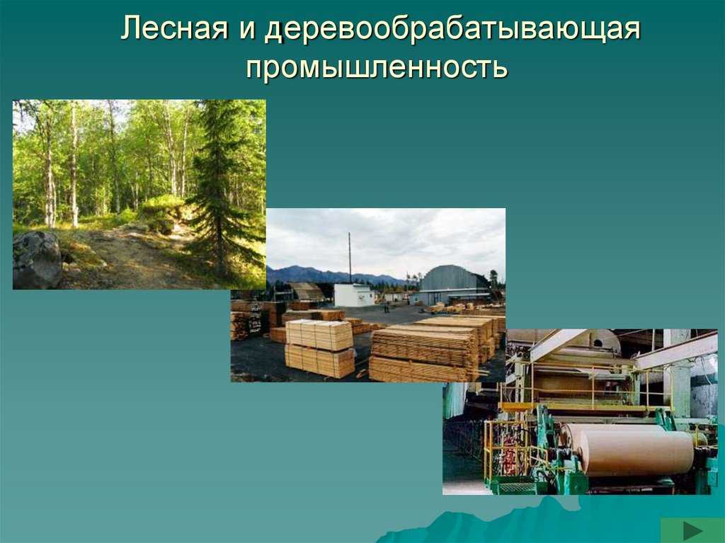 Экологические проблемы лесной промышленности в россии и их решение