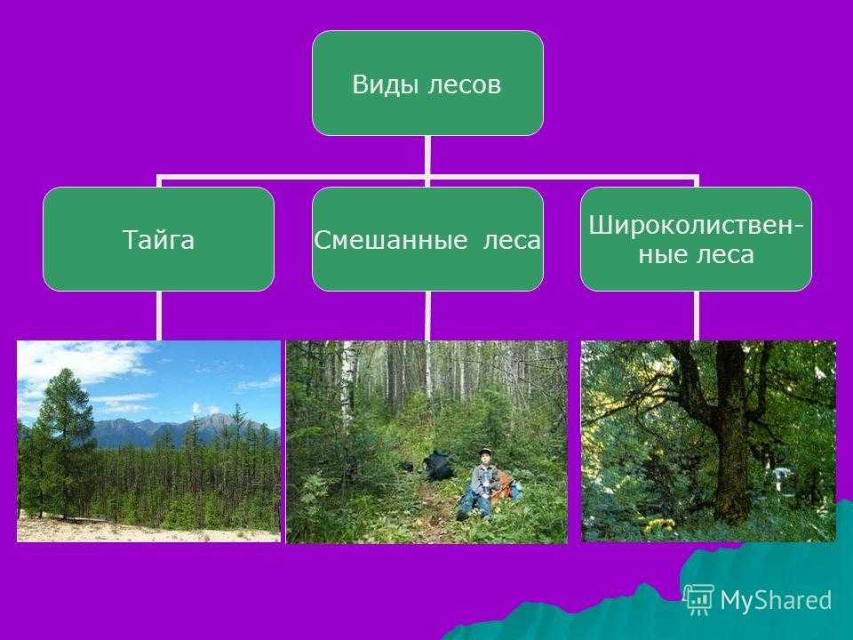 Природные зоны россии: тайга, смешанные леса, лесостепь