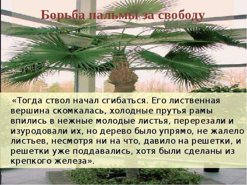 Анализ произведения гаршина attalea princeps. "attalea princeps." сказка о гордой и сильной пальме