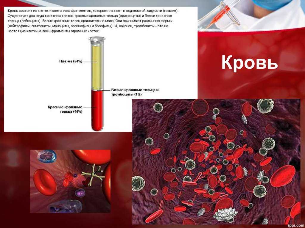 § 14. состав крови. постоянство внутренней среды