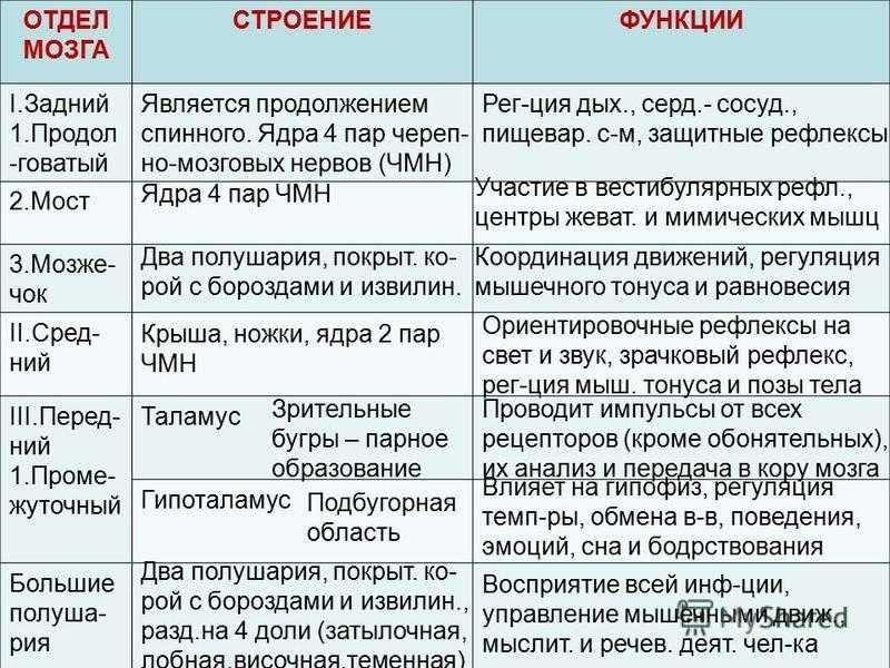 Головной мозг – строение и функции отделов в таблице (8 класс)