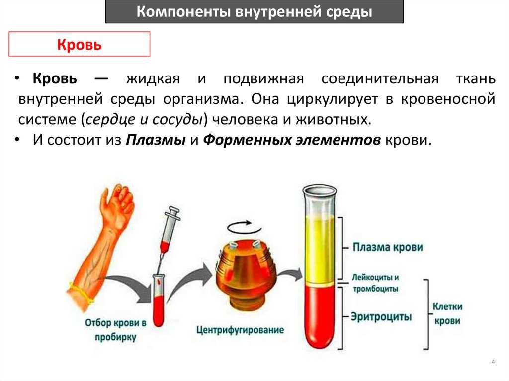Внутренняя среда организма. состав и функции крови 8 класс онлайн-подготовка на ростелеком лицей | тренажеры и разбор