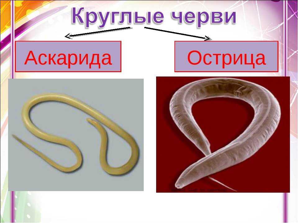 Нематоды | зоология | биология