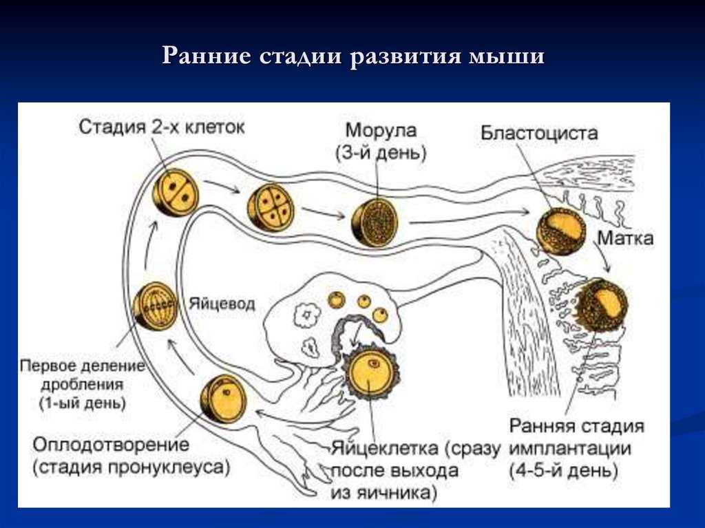 Размножение и развитие человека | человек и его здоровье | теория | решутест. продвинутый тренажёр тестов