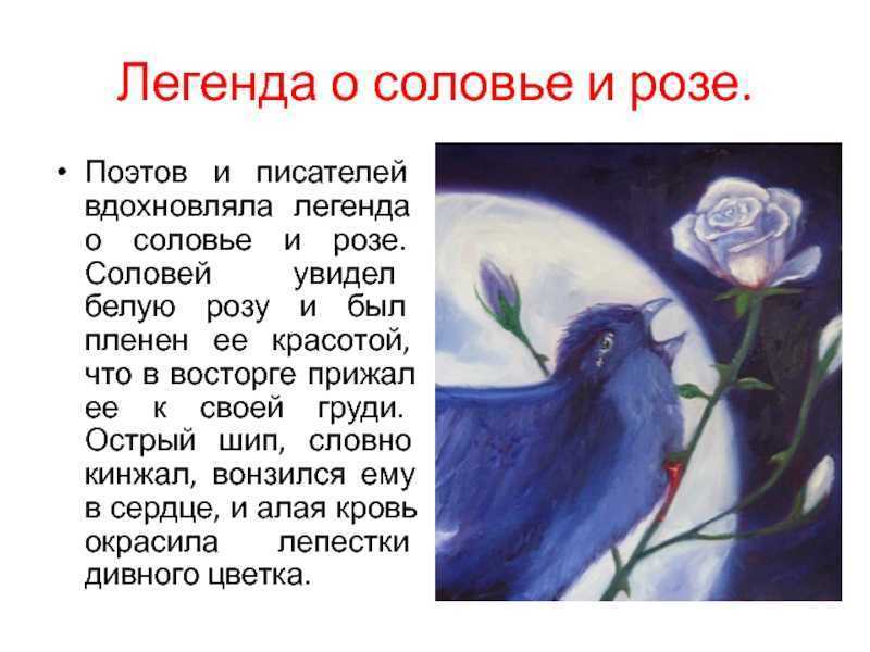 Краткое содержание соловей и роза оскар уайльд для читательского дневника