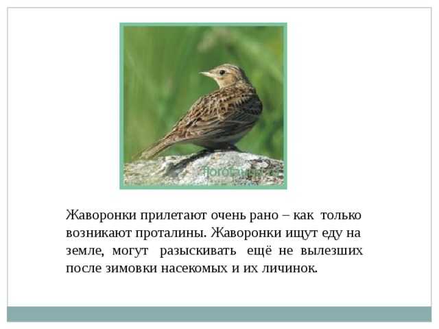 Скребицкий "жаворонок" 2 класс