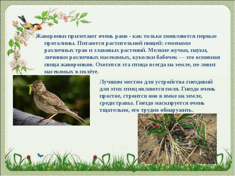 Конспект урока литературное чтение 2 класс .тема урока в.жуковский «птичка»