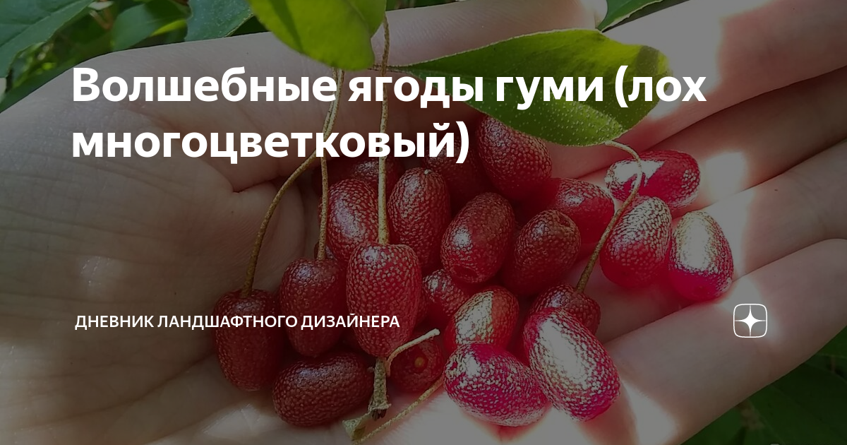 Читательский дневник: как вести, заполнять и оформлять