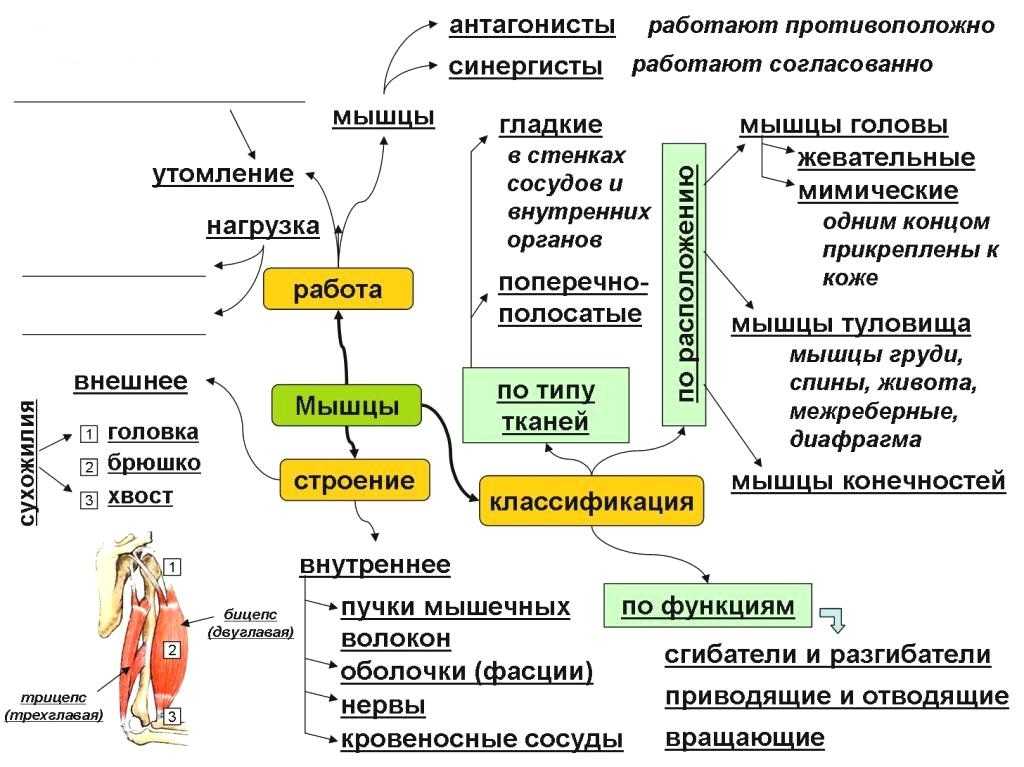 Гдз по биологии 8 класс пасечник, суматохин, учебник просвещение 2023