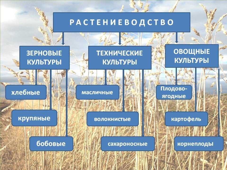 9 класс. география.  агропромышленный комплекс.сельское хозяйство.  - агропромышленный комплекс состав, значение. сельское хозяйство. | курсотека