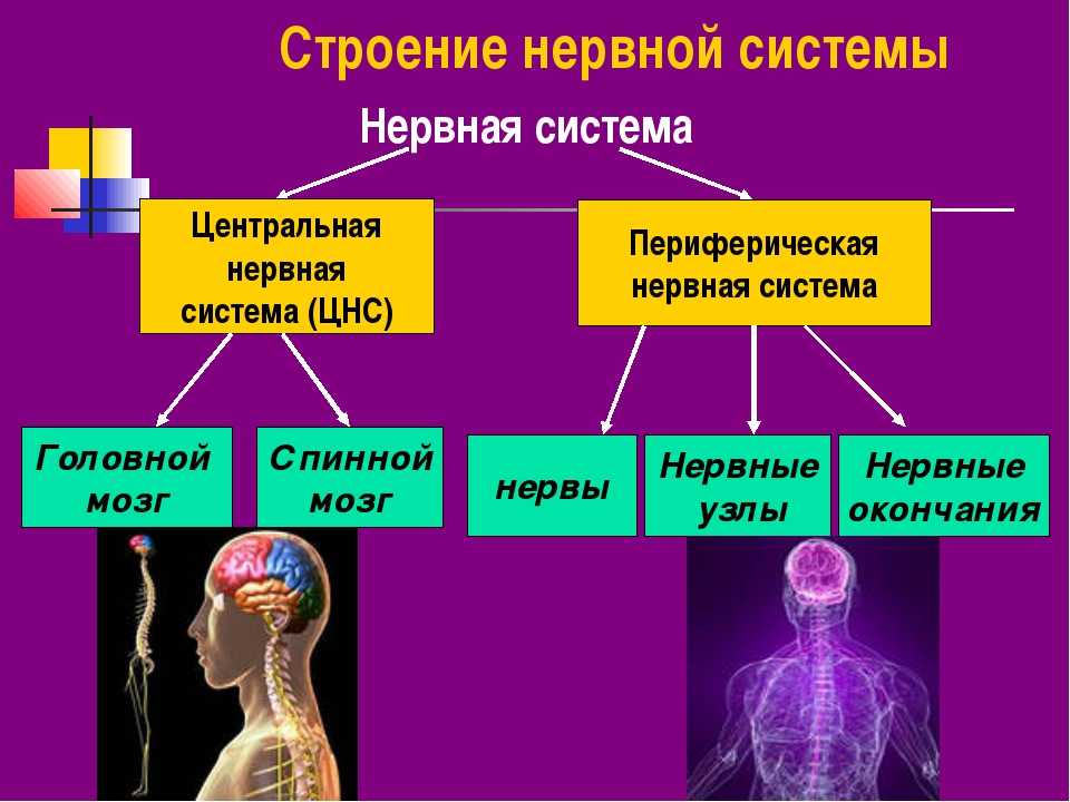 Гдз к учебнику биология 8 класс линия жизни, пасечник. ответы к §40 строение нервной системы и ее значение - страница 41