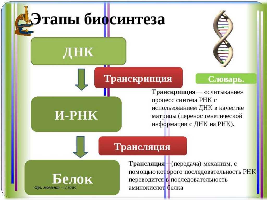 Гдз биология 8 класс рабочая тетрадь пасечник 2019 – гдз биология 8 класс пасечник, швецов