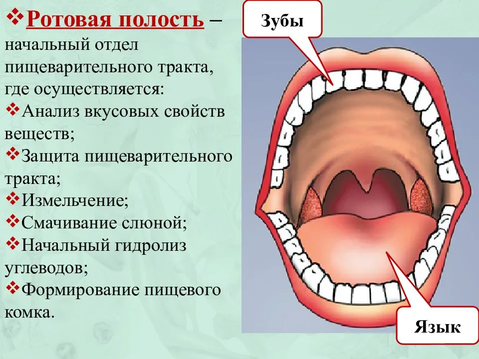 Болезни Слизистой Рта Фото