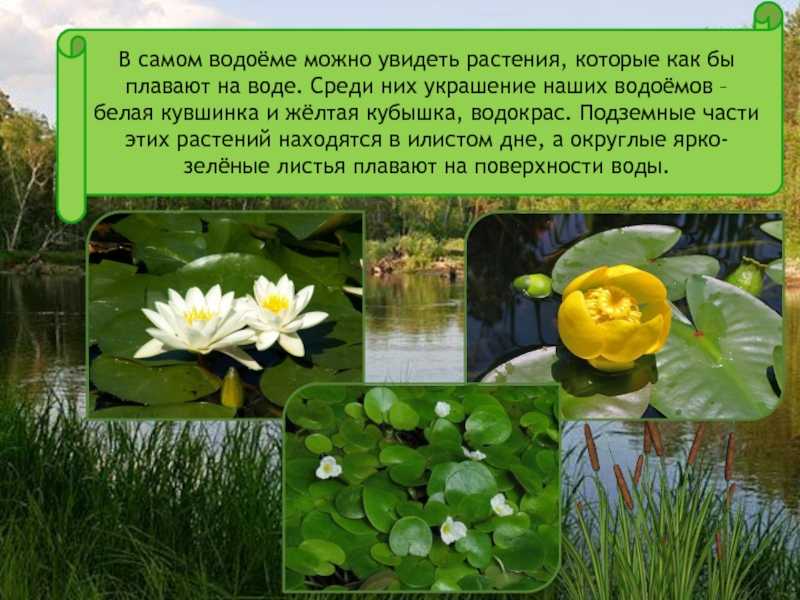 Пресноводные водоемы и природная вода – насколько важны они в гидросфере земли?