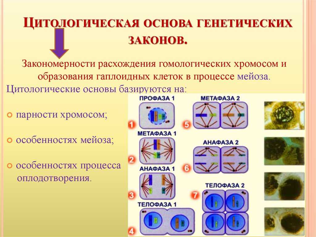 Основы генетики и селекция – теоретические основы в биологии