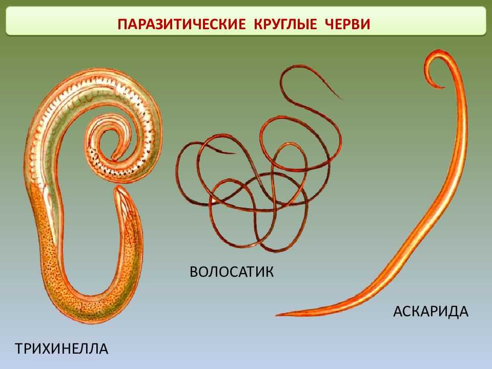 Тип круглые черви (nemathelminthes)