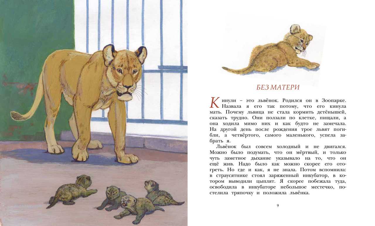 Медвежонок — рассказы веры чаплиной о животных для детей