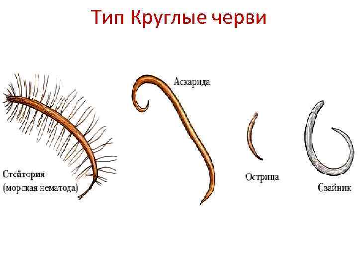 Круглые черви и их строение: типы и характеристики