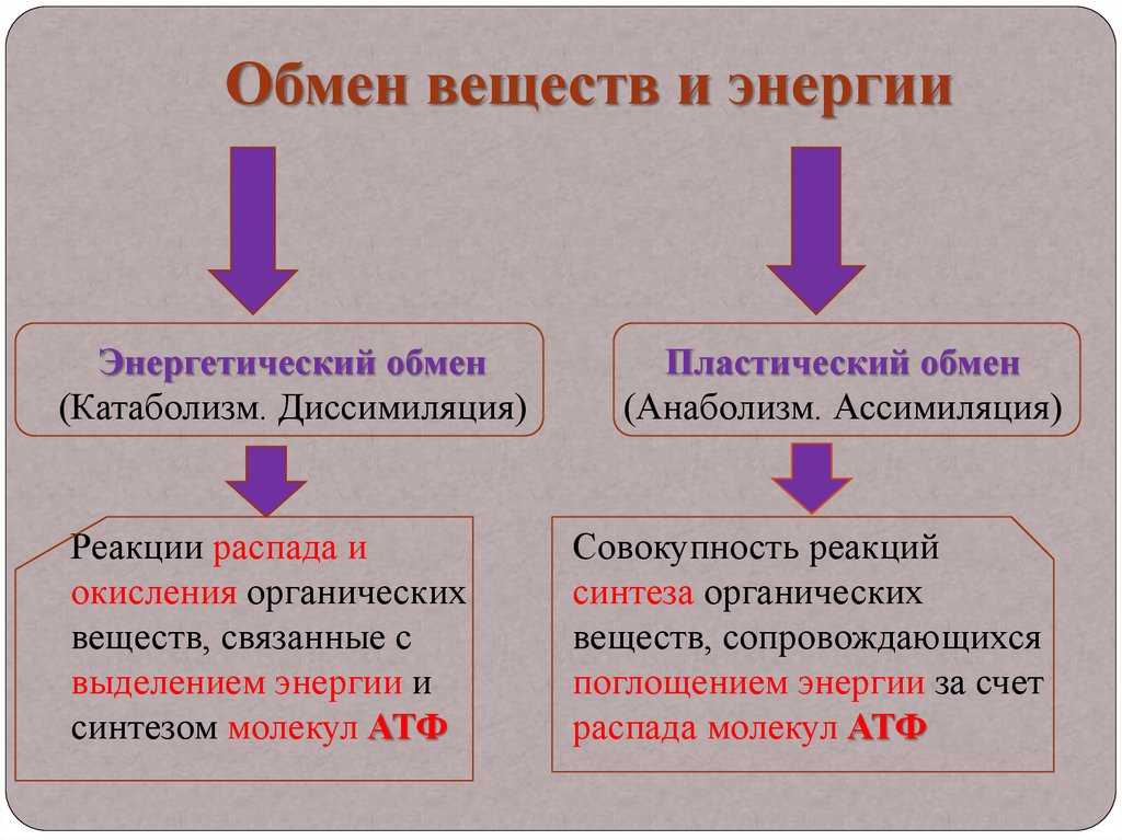 Гдз по биологии 8 класс учебник пасечник, суматохин, гапонюк