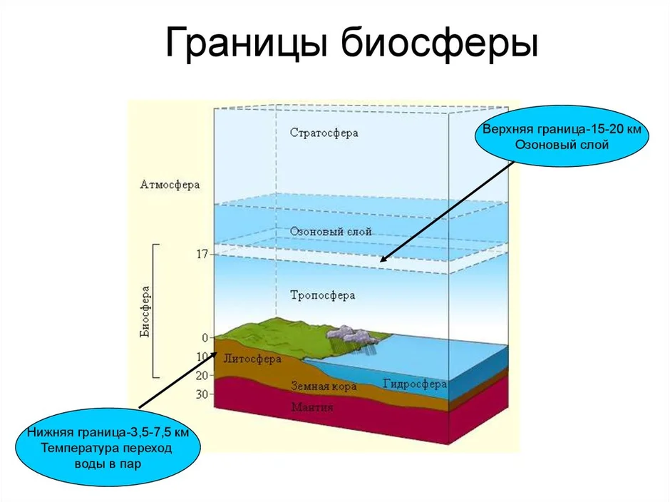 Биосфера. свойства, границы, состав и функции биосферы
