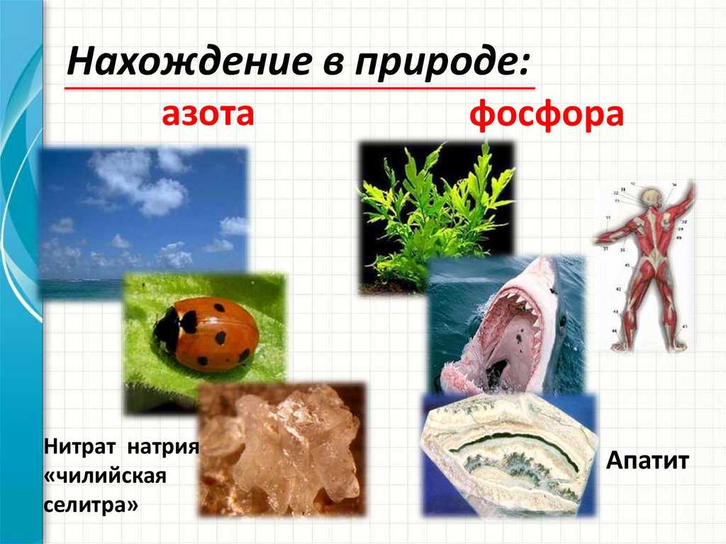 Азотно-фосфорное удобрение: применение, сроки и способы внесения в грунт