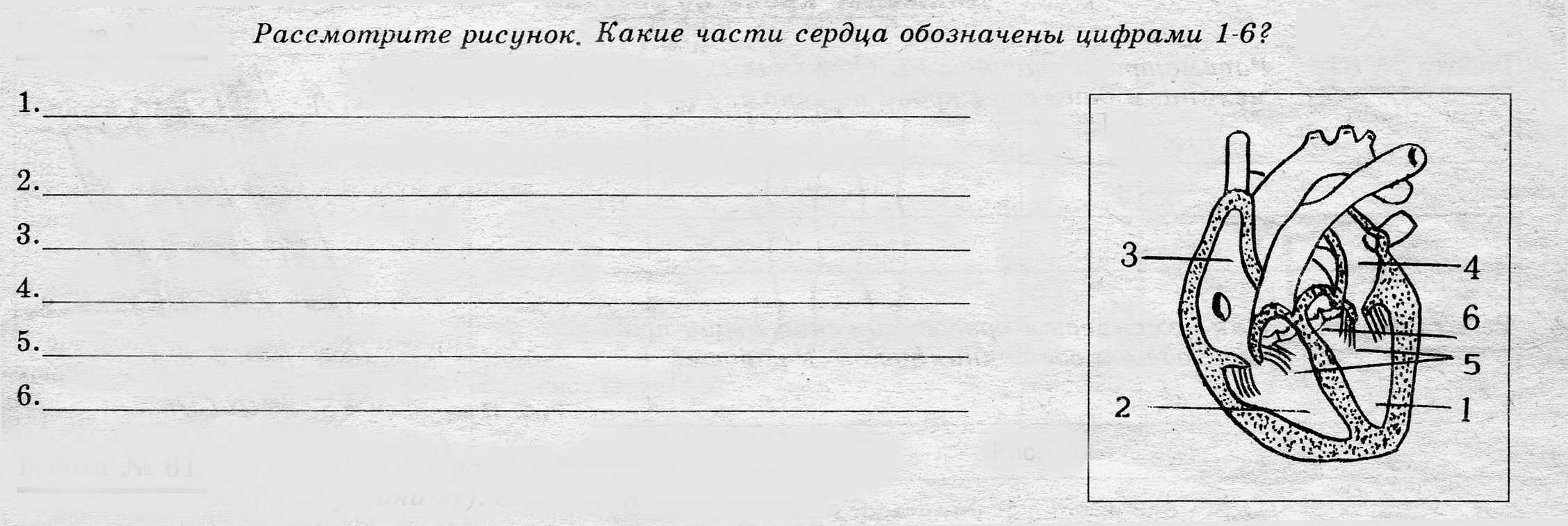 Гдз биология 8 класс пасечник, швецов - рабочая тетрадь