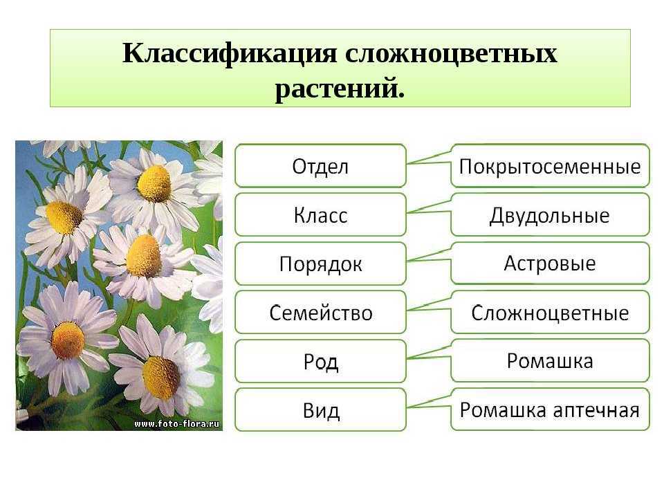 Клетка