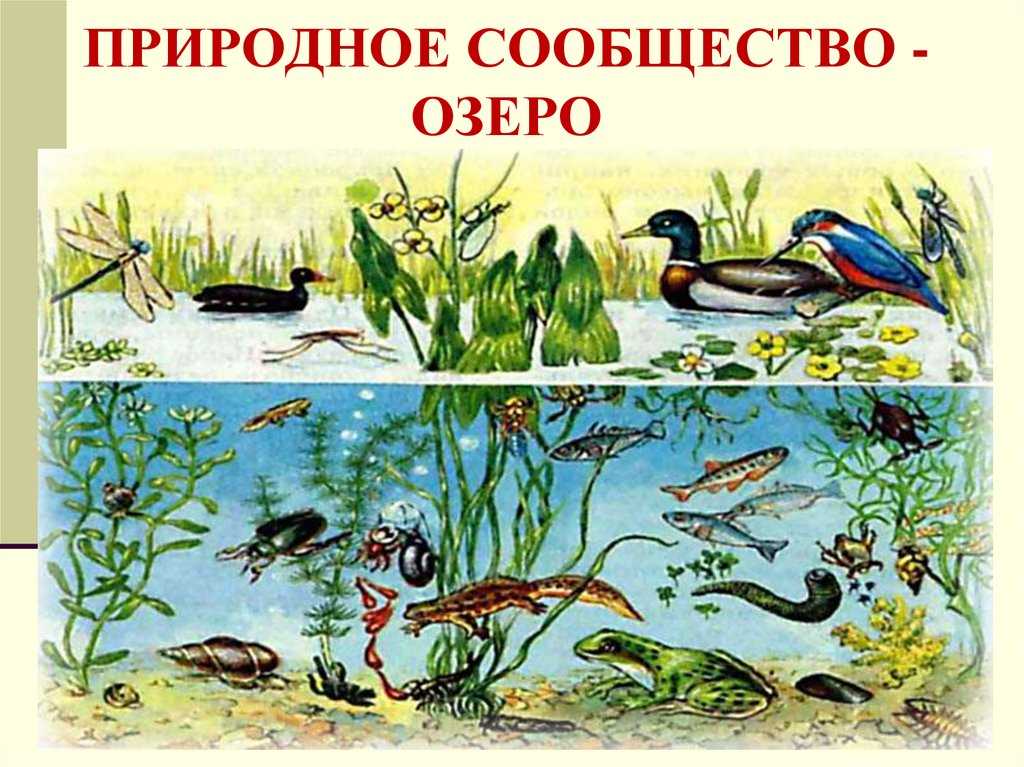 Виды водоемов в природе