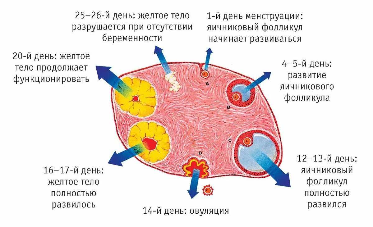 Что такое гениталии и как устроена репродуктивная система человека
