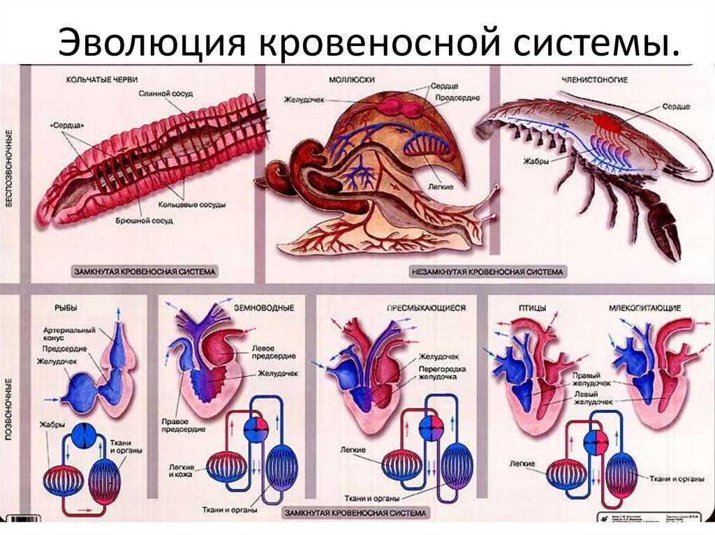 Зоология: какого ученого считают основоположником, что такое в биологии, значение, определение