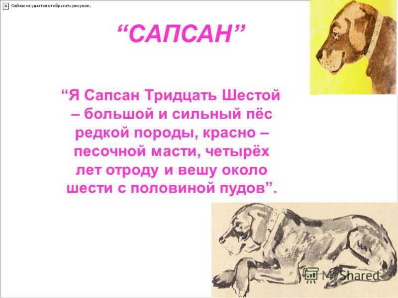 Сапсан (куприн) — читать онлайн