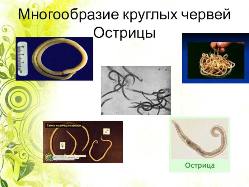 Круглые паразитические черви доклад: витамины, показатели, профилактика, стадии