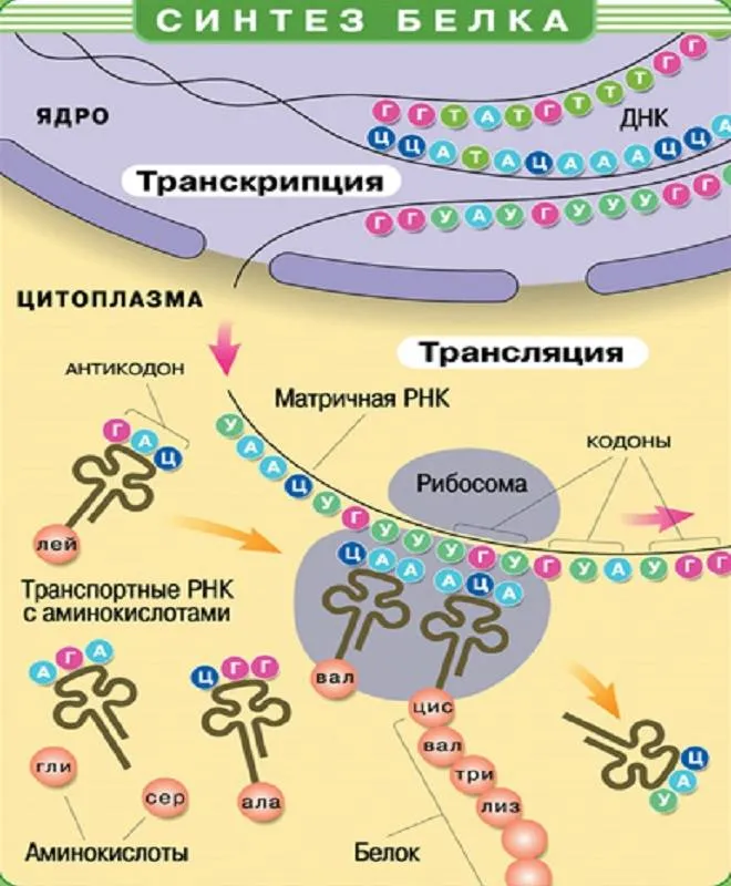 Гдз по биологии 8 класс учебник пасечник, суматохин, гапонюк