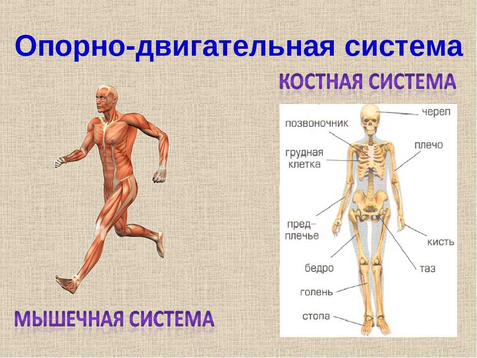 Гдз по биологии за 8 класс рабочая тетрадь пасечник, швецов