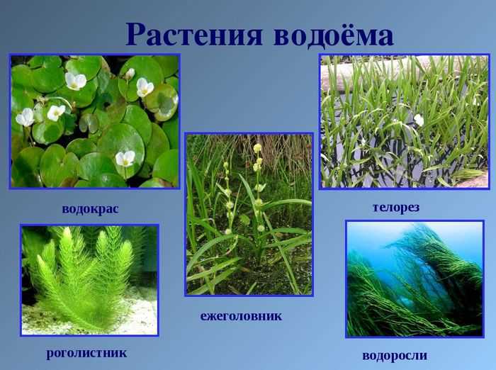 Презентация окружающий мир 3 класс «водные объекты»
