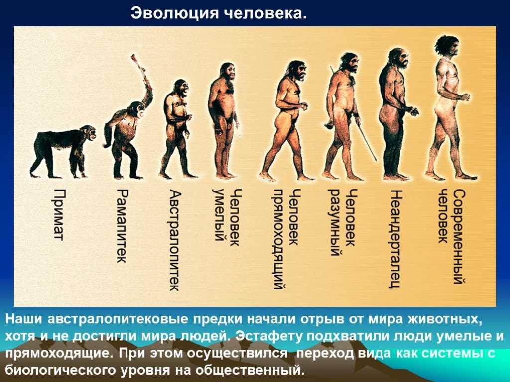 Гдз по биологии 8 класс учебник пасечник, суматохин, гапонюк