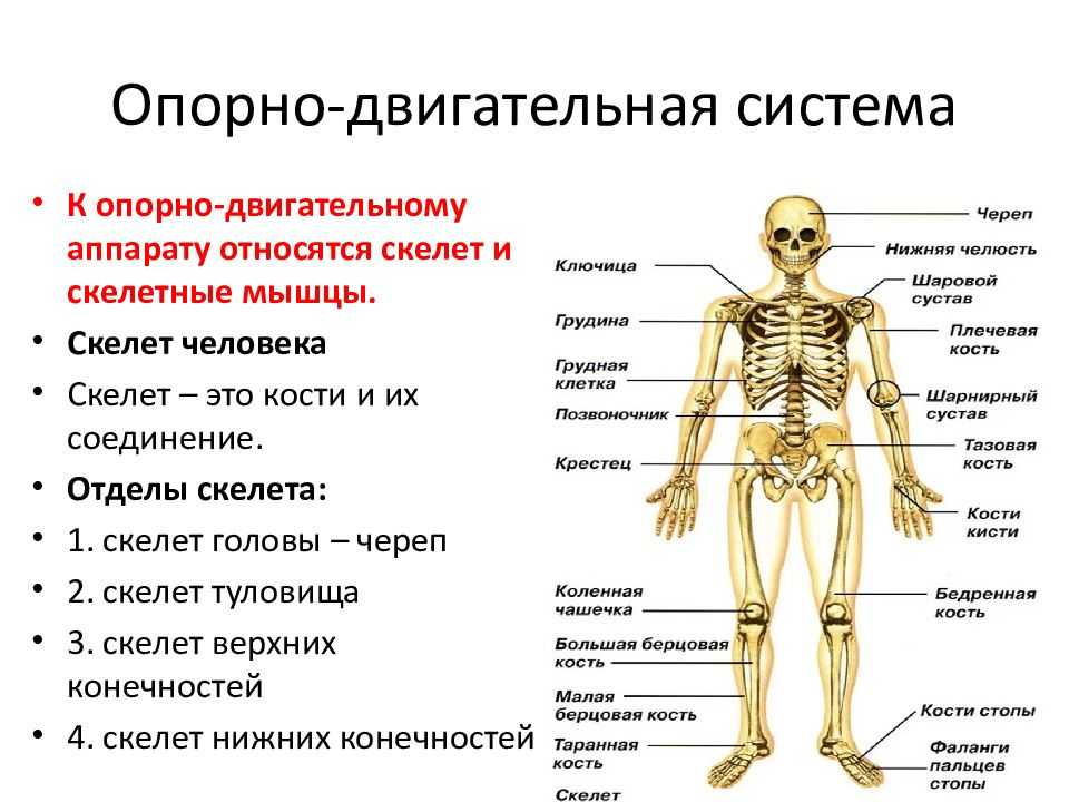 Гдз биология 8 класс пасечник, каменский, швецов - учебник «просвещение»