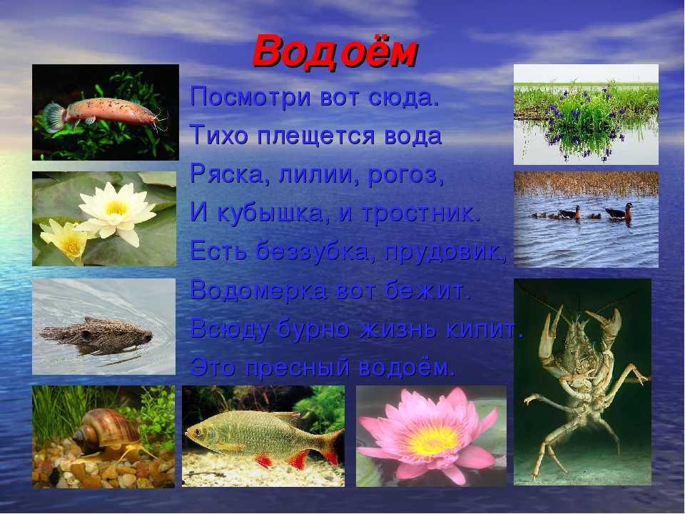 Водоемы, их назначение и классификация