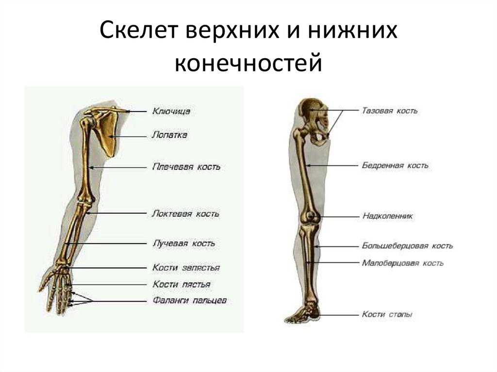 Скелет туловища. скелет конечностей и их поясов. биология 8 класс. пасечник. интерактивные задания и упражнения