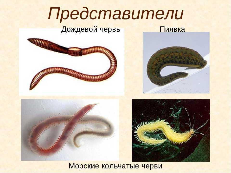 Кровеносная система кольчатых червей – тип, строение, характеристики и особенности кратко (7 класс, биология)
