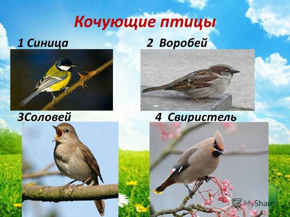 Известные перелетные и зимующие птицы россии