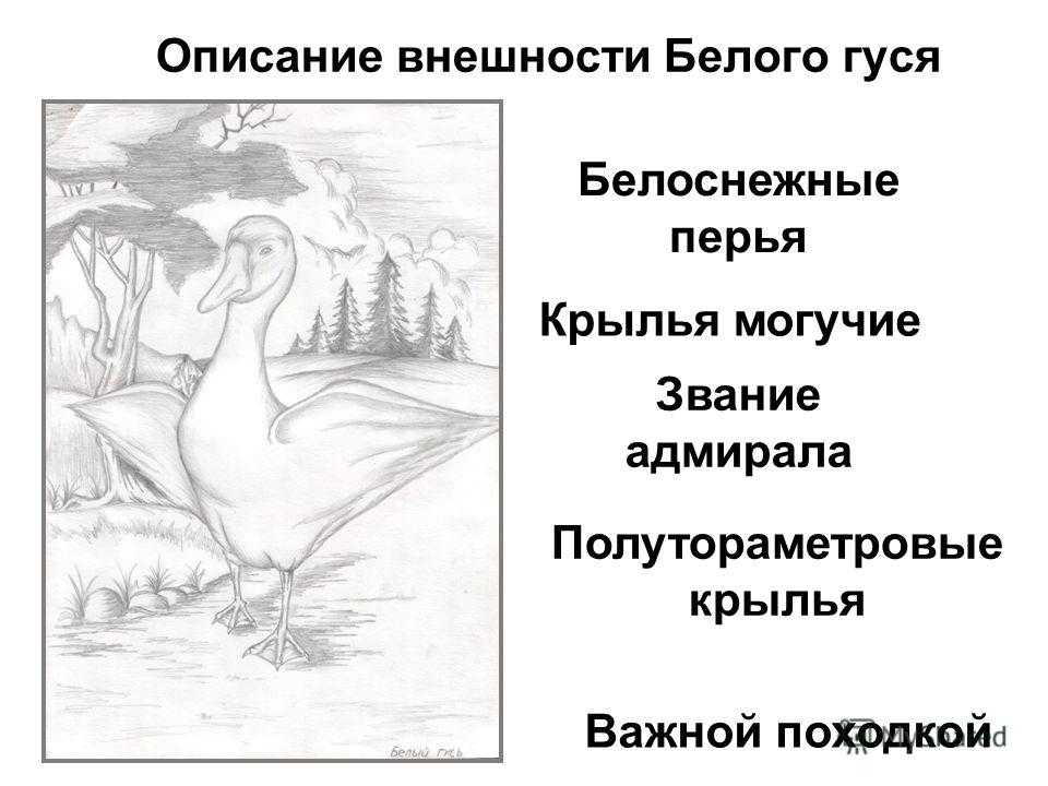 Краткое содержание белый гусь носова для читательского дневника, читать краткий пересказ онлайн
