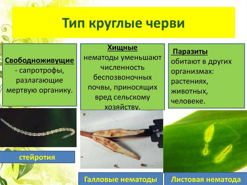 Лекция 4. тип круглые черви (nemathelminthes)